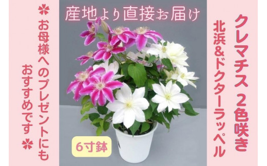 y錧kszys\zyJ쉀|zN}`XUQF炫kkl×hN^[bylP y̓ Mtg v[g  Ԃ̂鐶z430`56o(AT214)