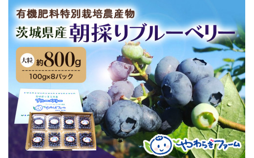 朝採り生ブルーベリー 800g（100g×8） 大粒 小分け 有機肥料 特別栽培 国産 茨城県産 冷蔵 朝採れ 朝どり 朝どれ 生果 ブルーベリー  フルーツ 果物 くだもの とれたて 新鮮 ぶるーべりー 9-H【6月中旬以降発送予定】