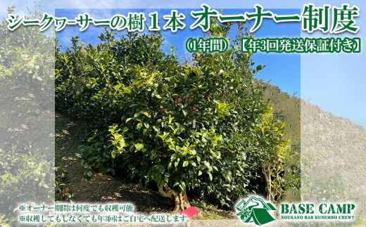 BASE CAMP シークヮーサーの樹 1本オーナー制度（1年間）【年3回発送