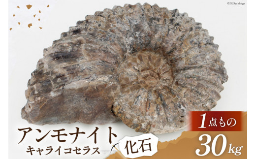 3.2kg 北海道　希少　アンモナイト　キャライコセラス　化石