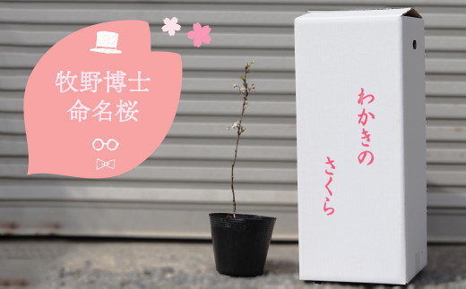 2027年3～4月ごろ発送分予約受付中】稚木の桜 ワカキノサクラ ミニ桜