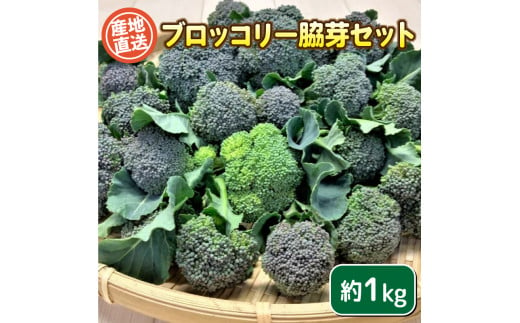 ブロッコリー 脇芽 1kg セット 期間限定 ( 野菜 ブロッコリー 惣菜 サラダ 炒め物 おかず 和食 洋食 根菜 家庭用 新鮮 旬 産地直送  豊浦町 川棚 下関 山口 ) - 山口県下関市｜ふるさとチョイス - ふるさと納税サイト