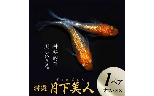 138-1 舞めだか生産 特選「月下美人」オス・メス 1ペア - 熊本県宇土市｜ふるさとチョイス - ふるさと納税サイト