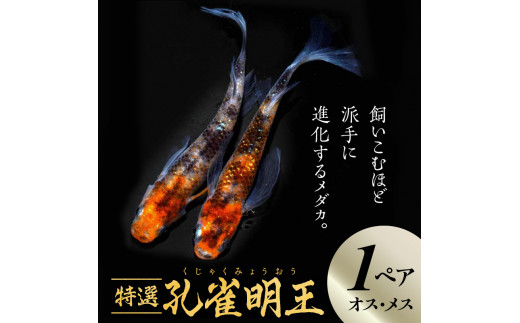 138-2 舞めだか生産 特選 「孔雀明王」 オス メス 1ペア 2匹 派手 進化 めだか 松井ヒレ長 美白 朱赤 孔雀 明王 菩薩 融合 飼育  観賞魚 メダカ - 熊本県宇土市｜ふるさとチョイス - ふるさと納税サイト