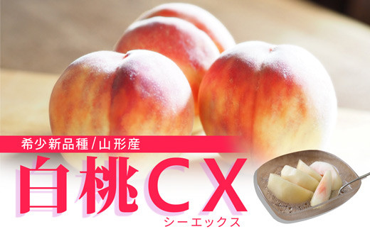先行予約 2026年9月下旬発送》山形県産 白桃CX 秀品 2.5kg もも モモ