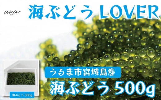 海ぶどうLover　500gパック【2024年4月より順次発送】