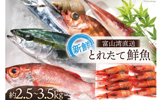 yxRsz[5313-0006] xRp ƂꂽđNZbg 2.5`3.5kg { VN N lߍ킹 Yn ①/׋Ƌg ̉wunv/xR s