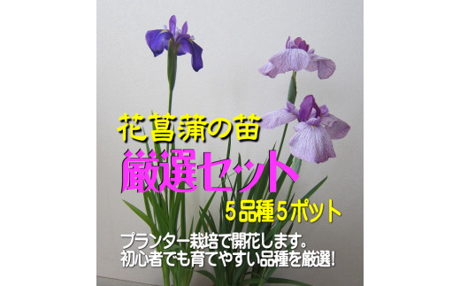 花言葉は「うれしいお知らせ♪」初心者から上級者まで幅広く楽しめる！栽培園厳選 花しょうぶの苗5品種5ポットセット　愛媛県大洲市/新谷花菖蒲園  [AGBG001]