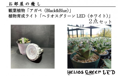 BN009 お部屋の癒し 観葉植物「アガベ（Black&Blue）」と植物育成