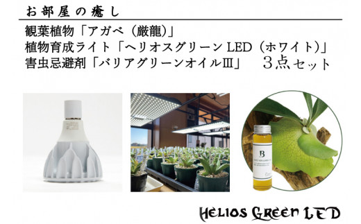 BN006　お部屋の癒し　 観葉植物「アガベ（厳龍）」、観葉植物育成ライト「ヘリオスグリーンLED（ホワイト）」、害虫忌避剤「バリアグリーンオイルⅢ」の3点セット