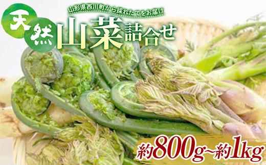 FYN9-779 《先行予約》『山菜ときのこの里』 山里の春の香り 天然山菜詰合せ 約800g～1kg