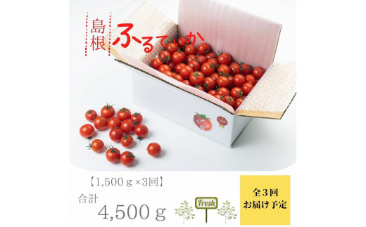 島根県産 海辺のトマト 糖度10度以上 500ｇ 23008-02【高級 拘り 厳選