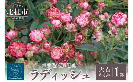 「ベティ」切り花品種バラ苗　レアバラ　 4点 切り花品種バラ苗 レアバラ - メルカリ