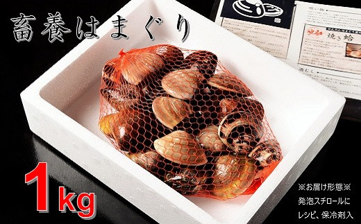 送料無料人気SALE】 丸元水産 桑名産蛤(ハマグリ)0.7kg：三重県桑名市