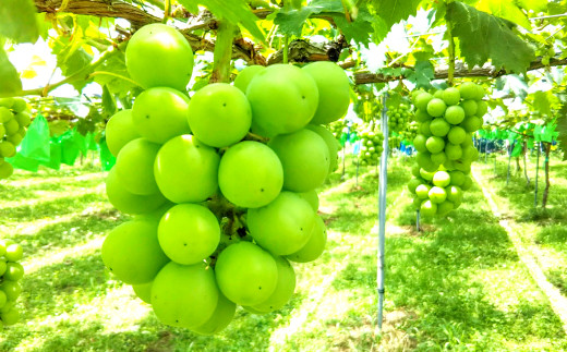 先行予約】大粒 シャインマスカット 2kg【シャインマスカット 2025予約