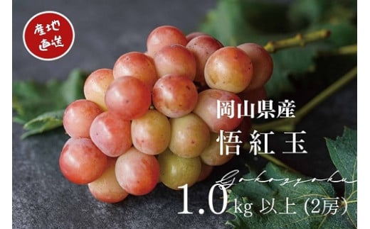 yR^szy2026Ns\z I RY g 1.0sȏ 2[ Sr[ / Yn ̂ Ԃǂ  s\  t[c ^s ykgftmt006-02z