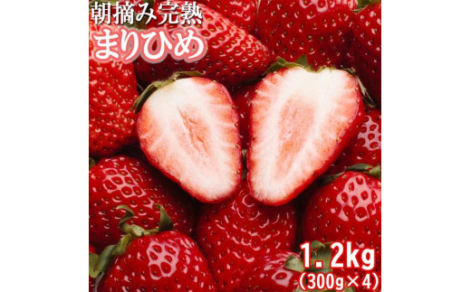 朝摘み完熟まりひめ約1.2kg（300g前後×4トレイ）【和歌山ブランド苺まりひめ】【こだわりの土耕栽培のいちごを農家直送】