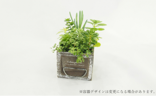 多肉植物寄せ植え 8種以上 - 北海道赤平市｜ふるさとチョイス