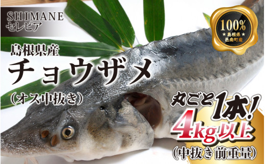 チョウザメ　2匹まとめ売り 見学や餌やり体験もできる「チョウザメ」の養殖場。高級食材キャビアの