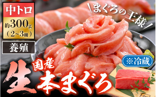 生本まぐろ」中トロ 約300g（2～3柵）《レビューキャンペーン》まぐろの王様！！【本まぐろ 鮪 ホンマグロ まぐろ 中とろ 冷蔵 お取り寄せ  グルメ】 [e04-a081] - 福井県越前町｜ふるさとチョイス - ふるさと納税サイト