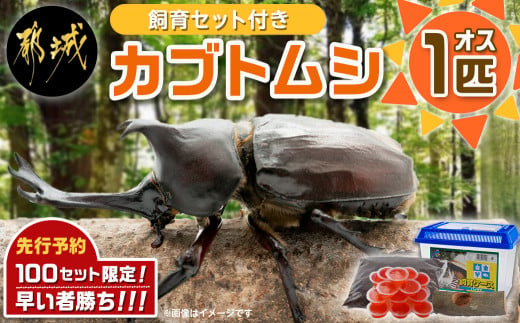 カブトムシ オス メス 標本 ケース付き 早い者勝ち！-