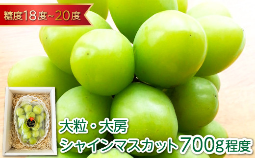 シャインマスカット一房　特大 注文締切予定日:8月26日】シャインマスカット 特大 1房 約850g