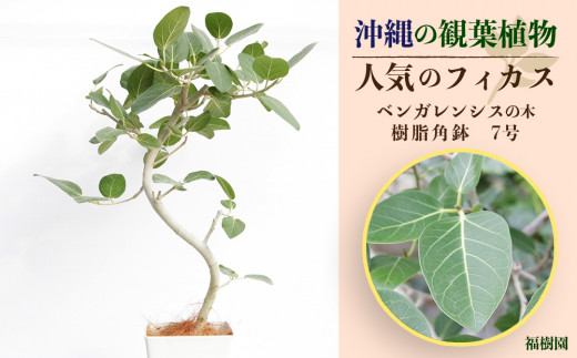 沖縄の観葉植物 人気のフィカス ベンガレンシス7号 角鉢 - 沖縄県うるま市｜ふるさとチョイス - ふるさと納税サイト