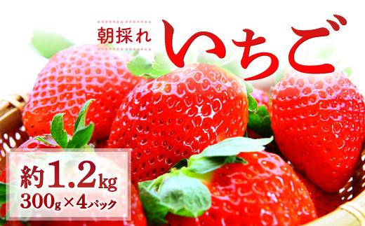 朝採れ　いちご【先行予約 果物 フルーツ 苺 いちご イチゴ 300g×4パック 朝採れ 新鮮 ジューシー 冷蔵 期間限定 季節限定 早期予約】