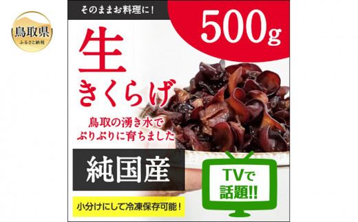 A23-164 純国産生きくらげ500g|栄養たっぷりプリプリ食感 - 鳥取県