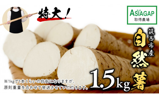 自然薯　7キロ漢方薬