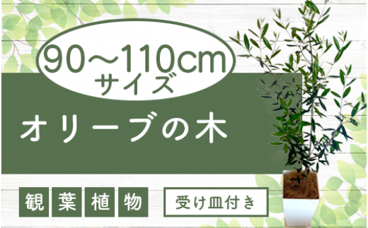 3月～発送【観葉植物】オリーブの木90cm～110cm(Green Base/027