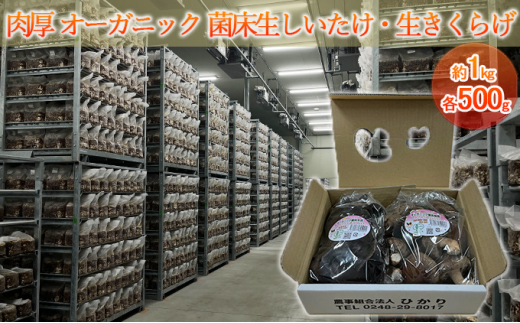 y葺zI[KjbN ۏE炰 1kgie500gj [5734-0099]