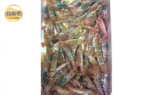 夏・お店屋さん ふるさと納税 鳥取市 【魚倉】モサエビ 冷凍1kg(中〜大