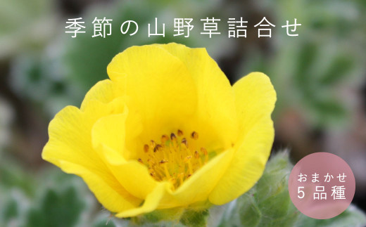 山野草5品種セット 浦谷植物園 - 北海道当麻町｜ふるさとチョイス