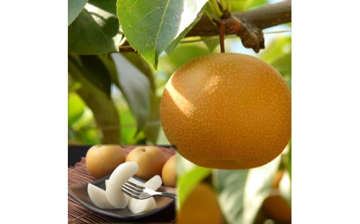 y挧z206-W6Dys\zv~AVÐi񂩂񂹂j@5kgO