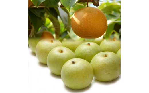 y挧zys\z\IƐVÐ̃Zbg@R