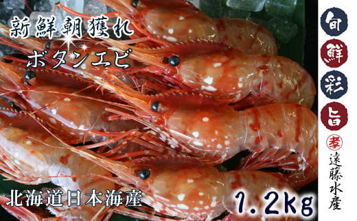 5-019-004 ボタンエビ 1.2kg（300g×4） - 北海道増毛町｜ふるさと