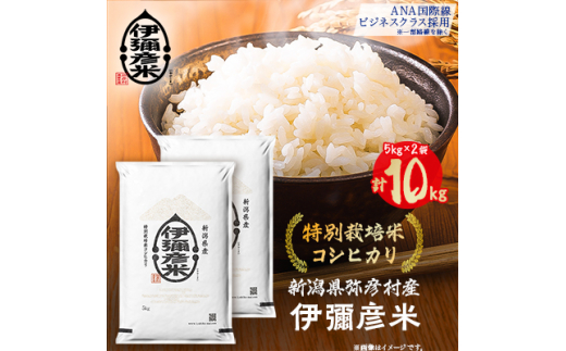 令和5年産 新潟県産 特別栽培米 コシヒカリ 「伊彌彦米」 10kg