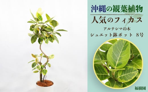 沖縄の観葉植物 人気のフィカス アルテシマ8号 シュエット鉢ポット - 沖縄県うるま市｜ふるさとチョイス - ふるさと納税サイト