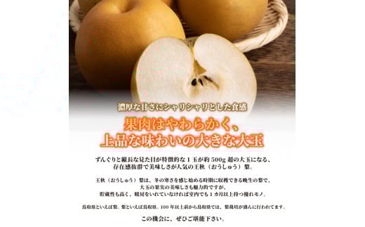 先行予約】DS-08 王秋梨（おうしゅうなし）（5kg） - 鳥取県