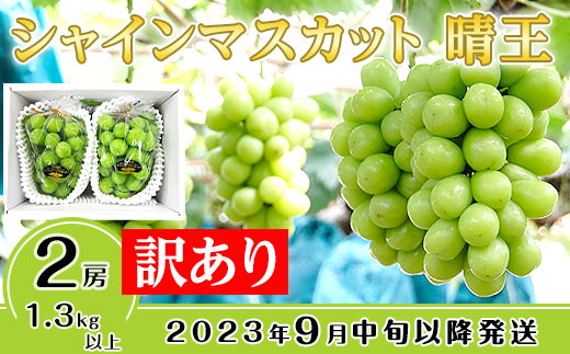 【訳あり】シャインマスカット晴王2房【2023年9月中旬～10月下旬発送予定】（いばら愛菜館）