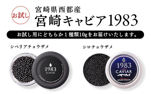 宮崎キャビア 訳あり お試しキャビア10g 国産 「ジャパン キャビア