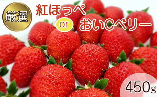 数量限定】完熟 京いちご 1箱 希少 お楽しみ【紅ほっぺ おいCベリー