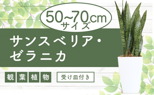サンプル写真