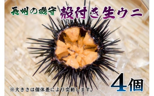 殻付きウニ 4個 生うに 雲丹 長門市 ムラサキウニ - 山口県長門市｜ふるさとチョイス - ふるさと納税サイト