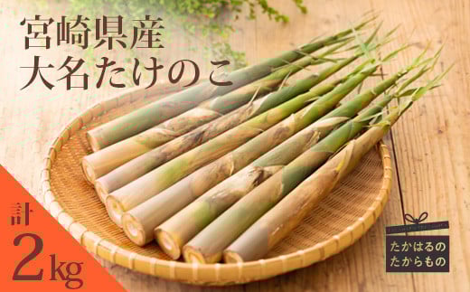 超早掘り筍 20kg 2kg×10箱