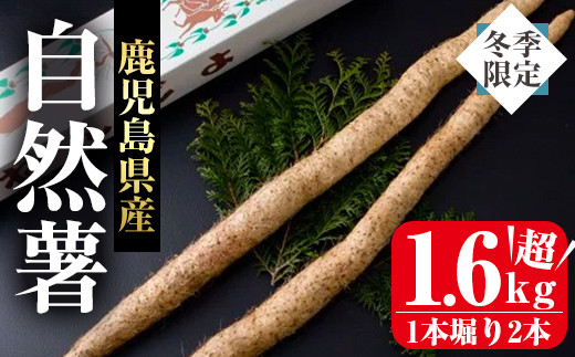 ≪期間限定≫鹿児島県産自然薯1.6kg以上(１本掘り2本入り) 自然薯 山芋 贈り物【曽於市観光協会】A-133