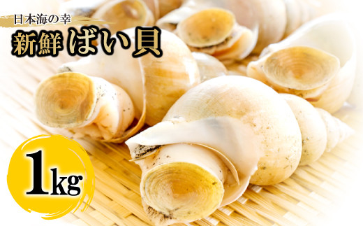 日本海の新鮮ばい貝 1kg【魚介類 魚貝類 貝類 バイ貝 白バイ貝 1kg ...