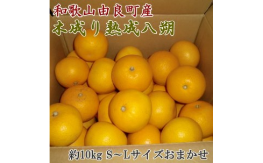 ya̎RlzyYza̎RRǒY̖ؐn10kgiS`LTCY͂j@2026N3{`2026N4{菇z\