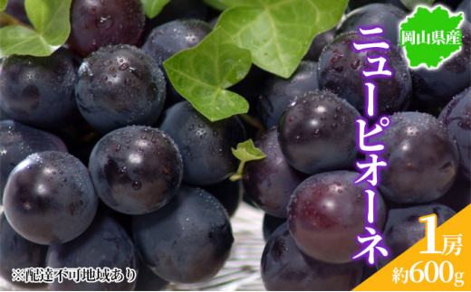 ぶどう 2023年先行予約 ニューピオーネ 1房 約600g 岡山県産 お届け